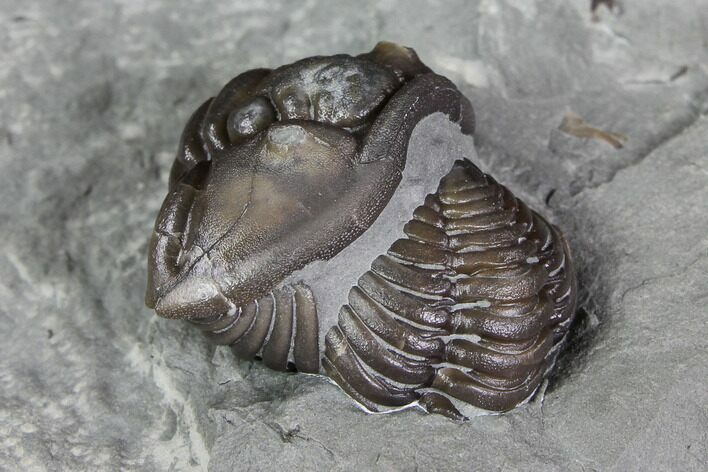 Wide, Flexicalymene Trilobite In Shale - Ohio #85585